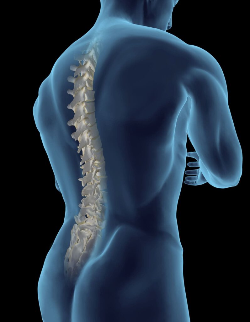 A 3-D model of human spine