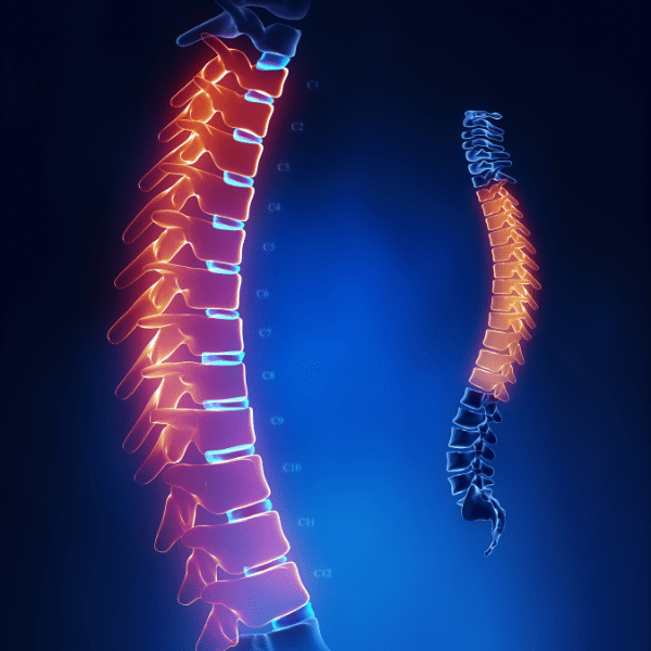 Anatomy of Thoracic Spine