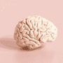 Human brain model