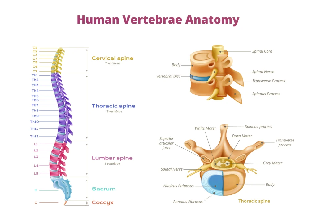 Spinal anatomy diagram showing cervical spine nerve roots C5-C8 and T1 where brachial plexus originates.